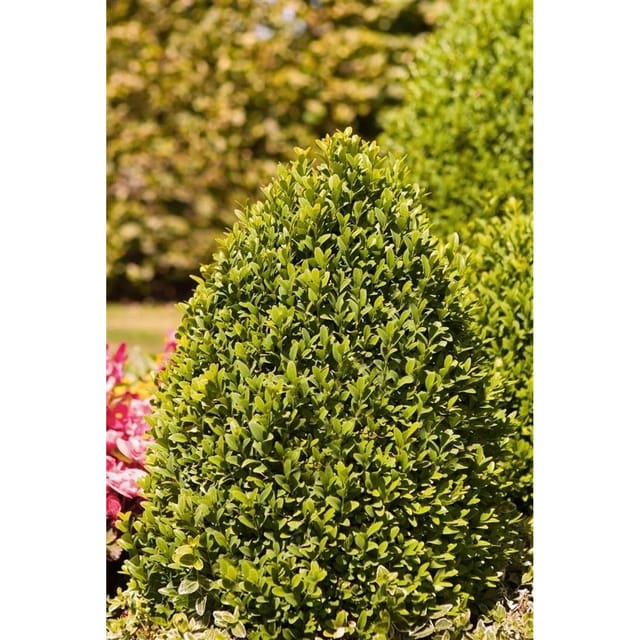 Buxus sempervirens arborescens 30-35 cm