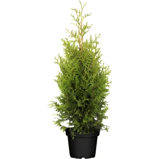 Thuja occidentalis 'Brabant' 2 Liter Container 80-100 cm