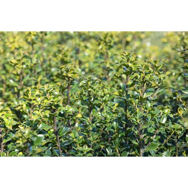 Ilex meserveae 'Heckenstar' -S- 125-150 cm