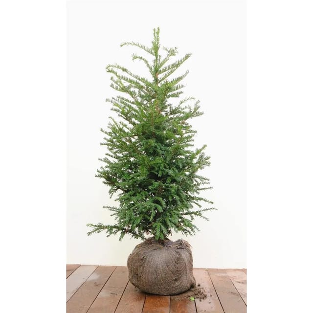 Taxus baccata mB 80- 100