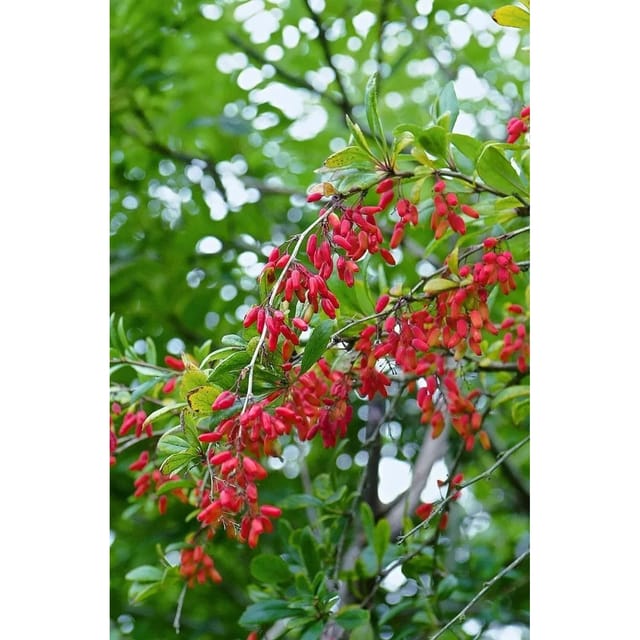 Berberis vulgaris 25-30 cm