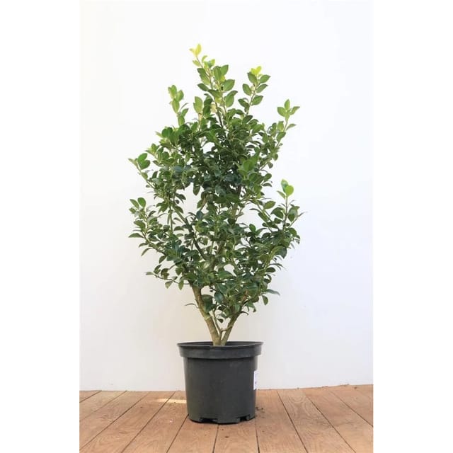 Ilex meserveae 'Heckenfee' -R- 40-50 cm