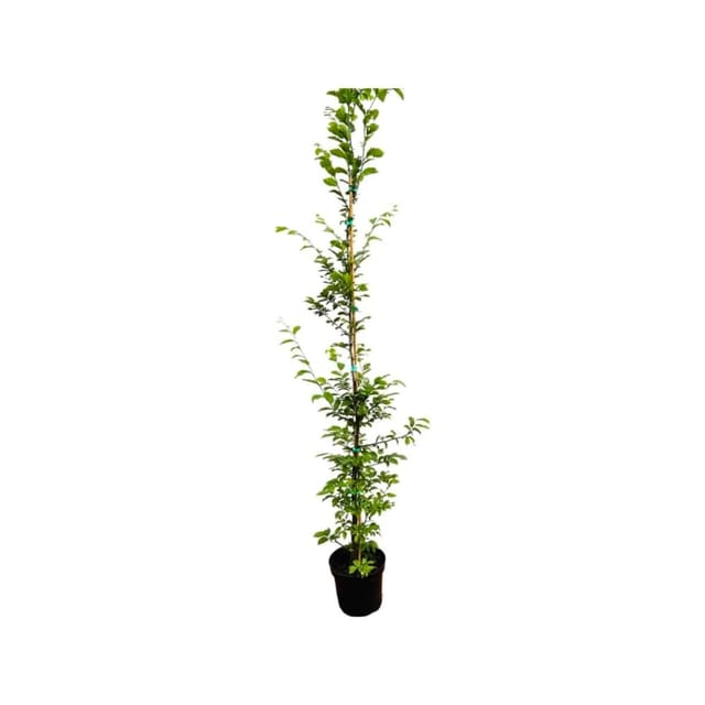 Carpinus betulus 175-200 cm