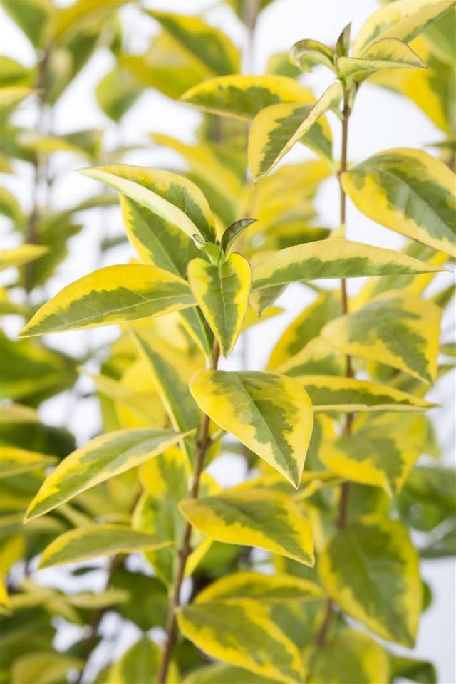 Ligustrum ovalifolium 'Aureum' ca. 9x9 cm Topf