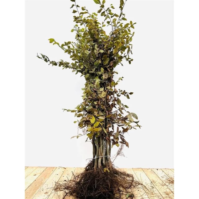 Carpinus betulus 80-100 cm