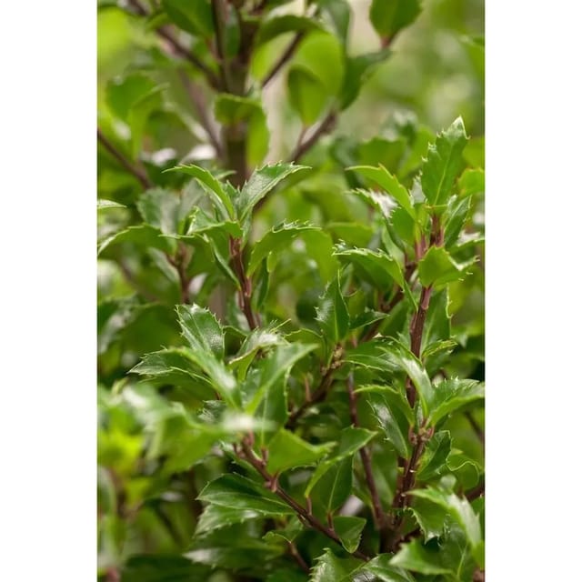 Ilex meserveae 'Heckenfee' -R- 150-175 cm