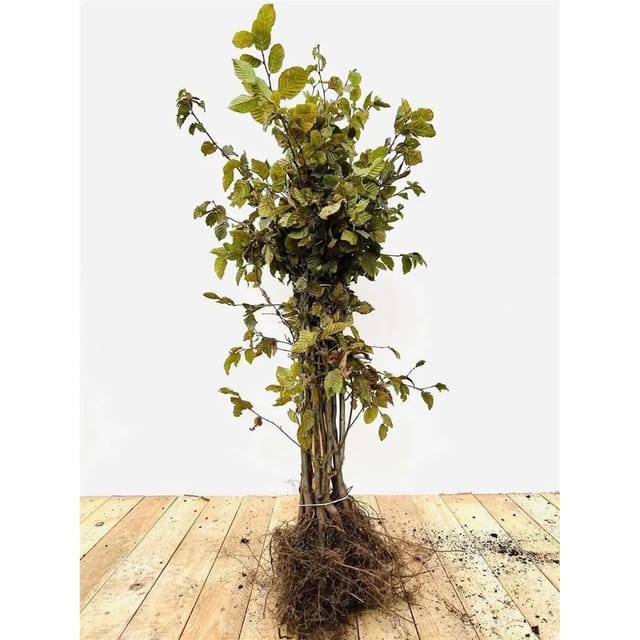Carpinus betulus 60-80 cm