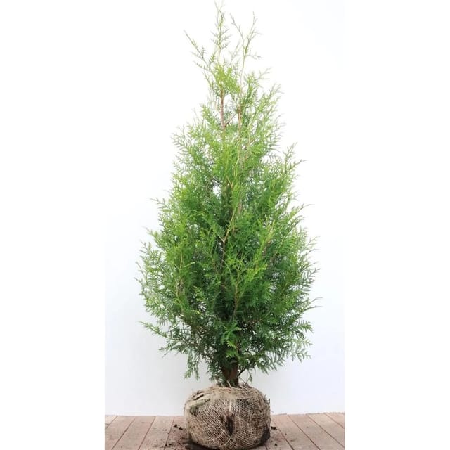 Thuja occidentalis 'Brabant' 120-140 cm