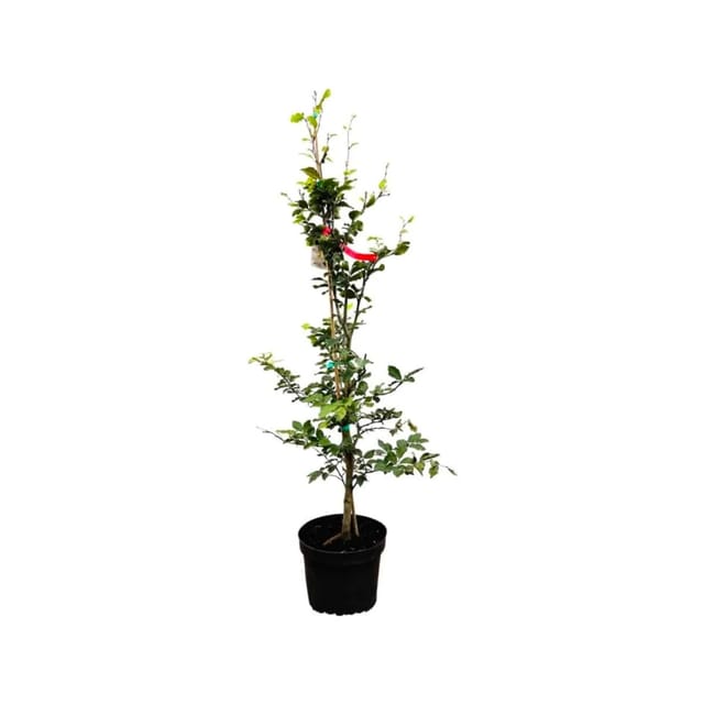 Fagus sylvatica 80-100 cm