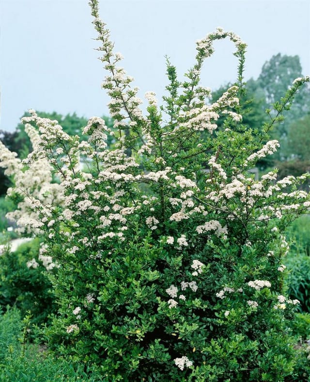 Pyracantha 'Red Column' 60-80 cm