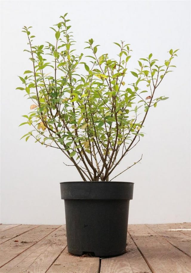 Ligustrum vulgare 'Atrovirens' 40-60 cm