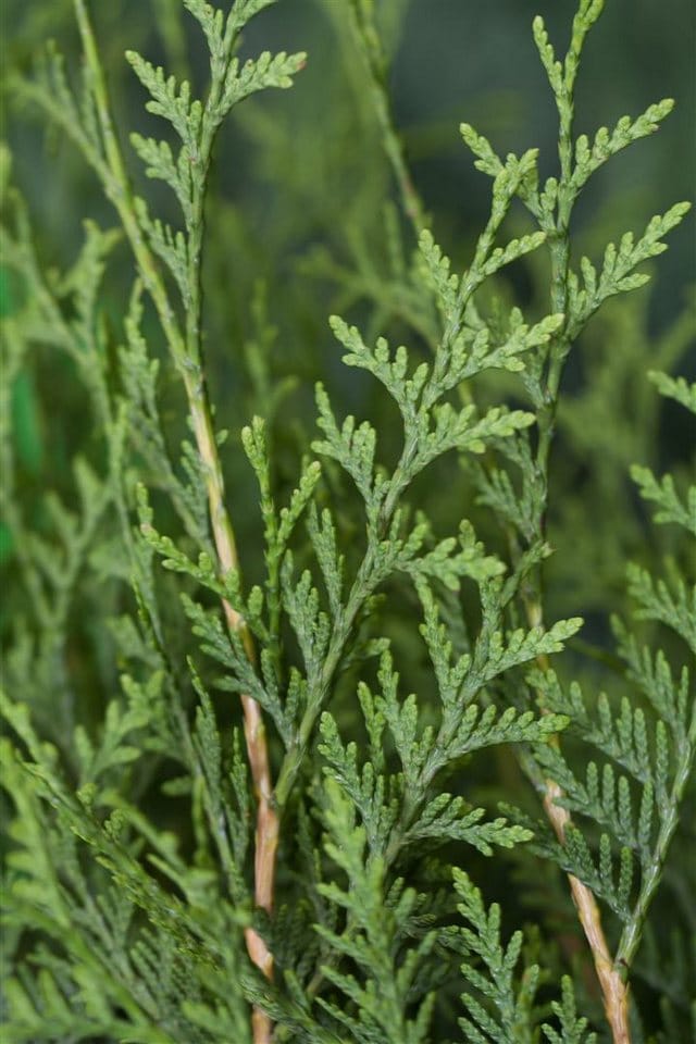 Thuja occidentalis 'Brabant' 40-60 cm