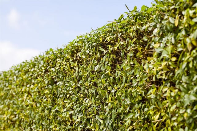 Ligustrum vulgare 40-60 cm