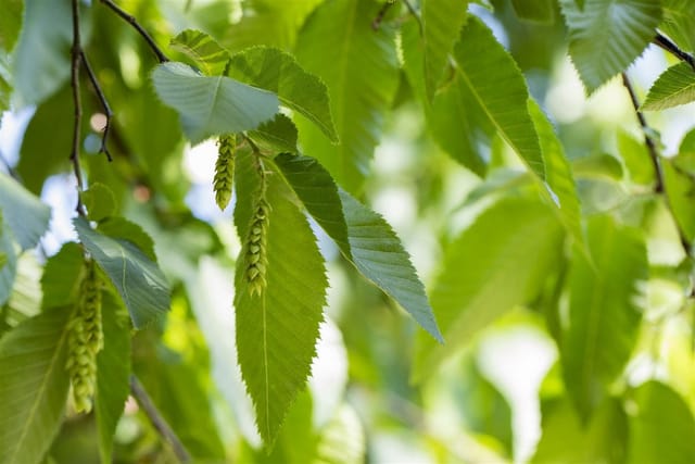 Carpinus betulus 60-100 cm 3 Liter Topf