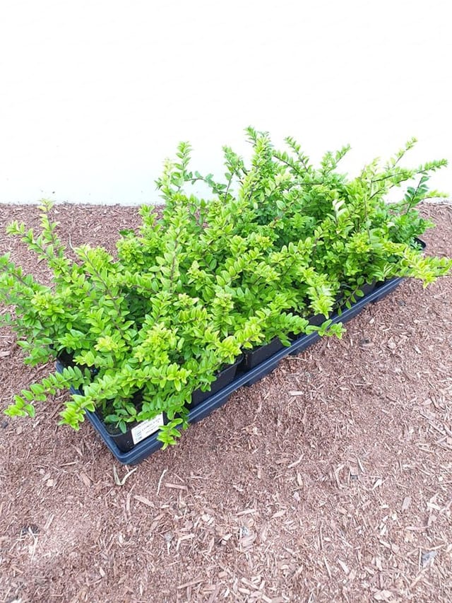 Lonicera nitida 'Maigrün' ca. 9x9 cm Topf