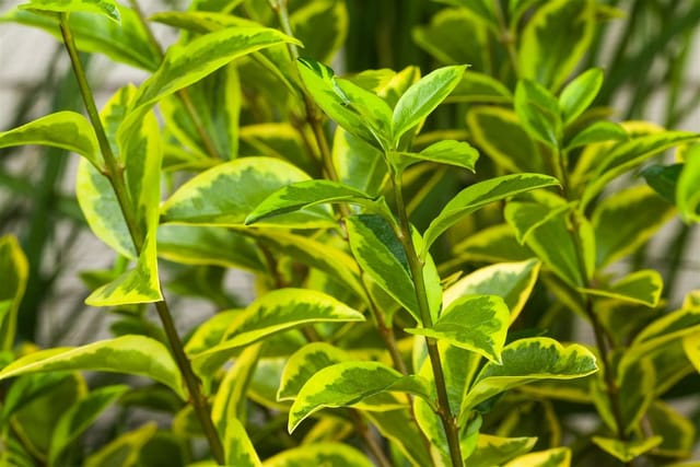 Ligustrum ovalifolium 'Aureum' 60-80 cm