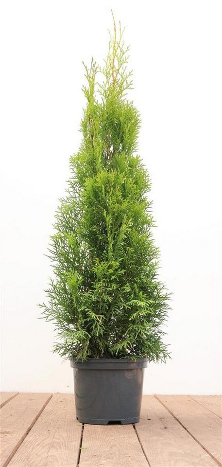 Thuja occidentalis 'Smaragd' 60-80 cm 2 Liter Container