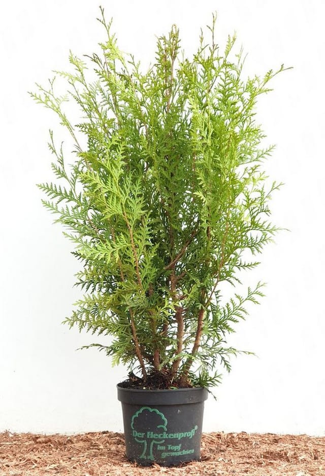 Thuja occidentalis 'Brabant' 60-100 cm