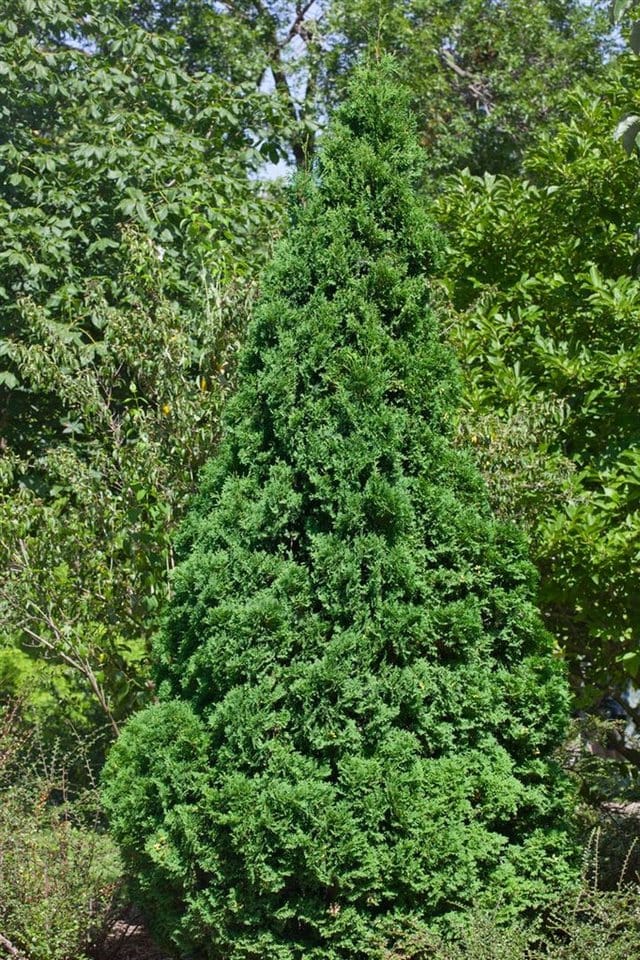Thuja occidentalis 'Holmstrup' 30-40 cm
