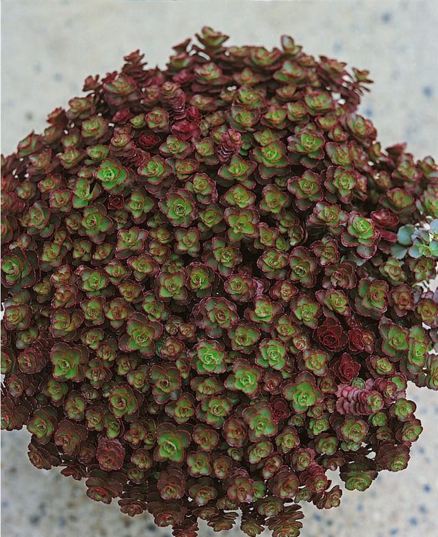 Sedum Spurium Schorbuser Blut Teppichsedum Rot Ca. 9x9 cm Topf
