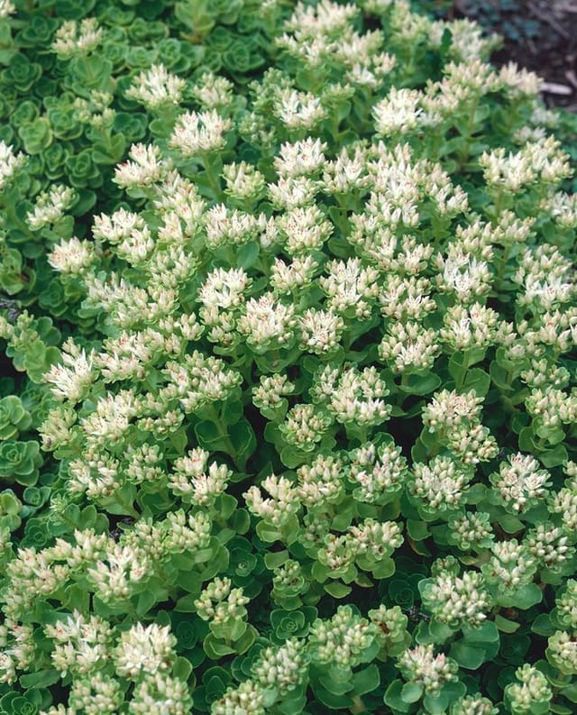Sedum Spurium Album Superbum Teppichsedum Weiß Ca. 9x9 cm Topf