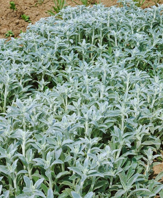 Stachys Byzantina Wollziest Silbrig Ca. 9x9 cm Topf