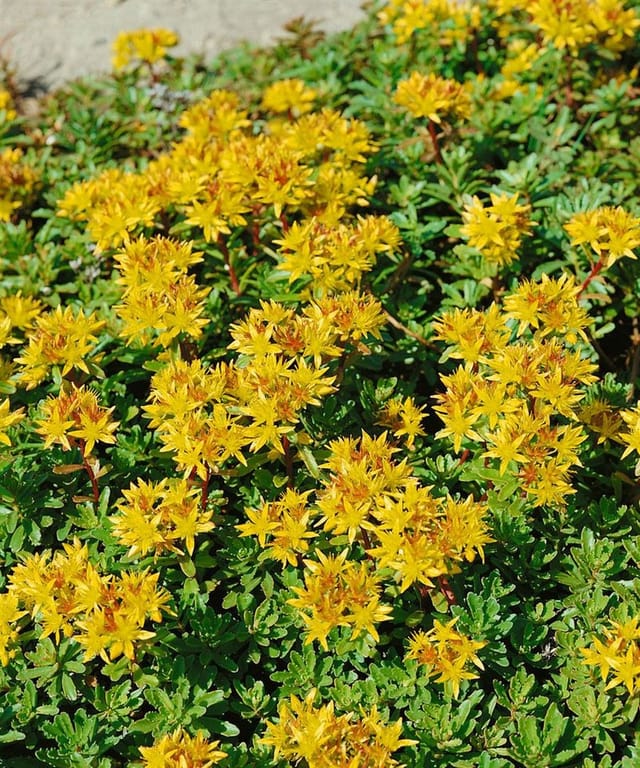 Sedum Floriferum Weihenstephaner Gold Fetthenne Gelb Ca. 9x9 cm Topf