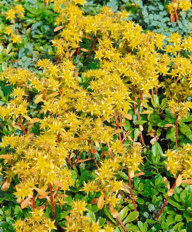 Sedum Hybridum Immergrünchen Fetthenne Ca. 9x9 cm Topf
