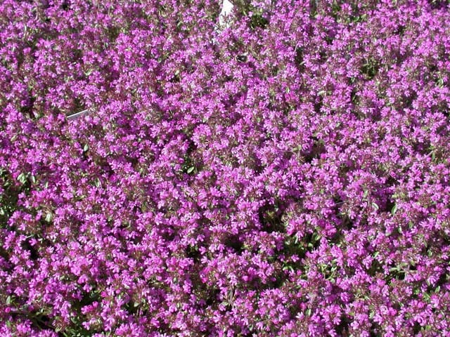 Thymus Serpyllum Sand-Thymian Aromatisch Ca. 9x9 cm Topf