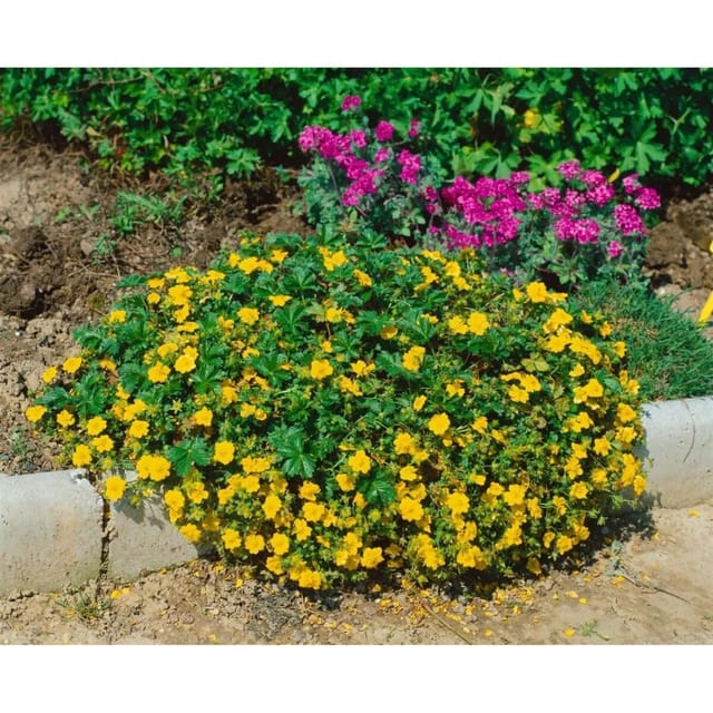 Potentilla Neumanniana Nana Fingerkraut Gelb Ca. 9x9 cm Topf