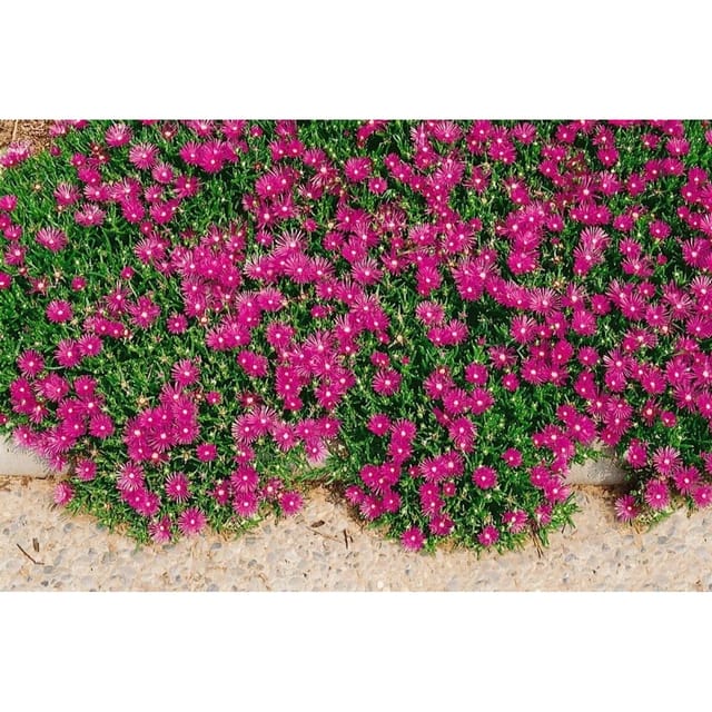 Delosperma Cooperi Karminrot Ca. 9x9 cm Topf