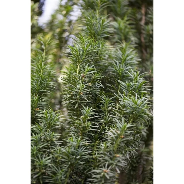 Taxus baccata 'Fastigiata' 60-70 cm