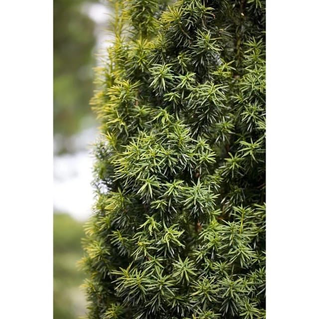Taxus baccata 125-150 cm