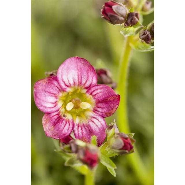 Saxifraga X Arendsii Harder Zwerg Moos-Steinbrech Ca. 9x9 cm Topf