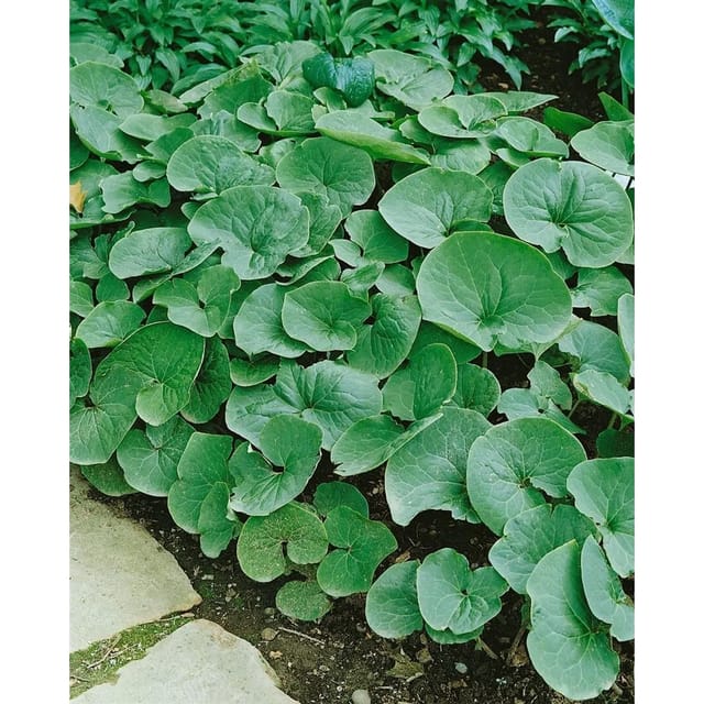 Asarum Caudatum Haselwurz Immergrün Ca. 9x9 cm Topf