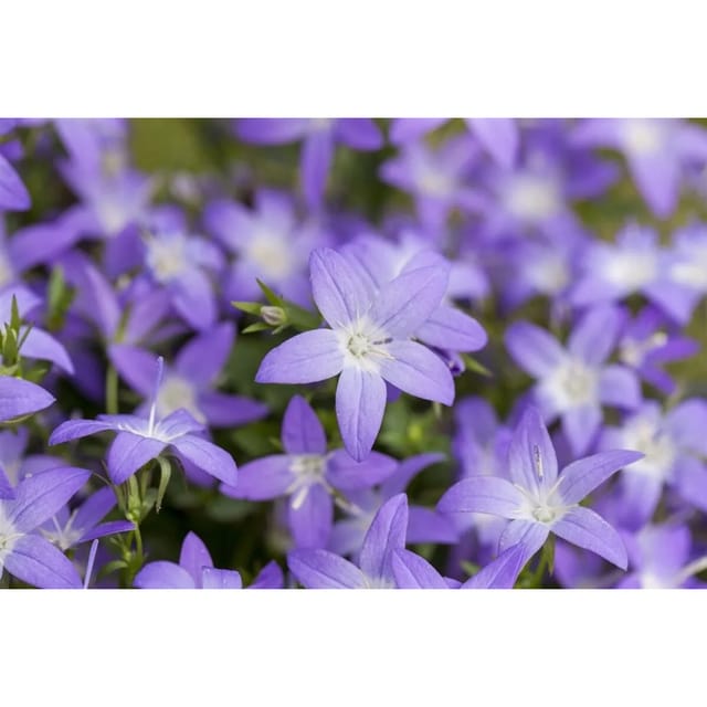 Campanula Garganica Erinus Major Glockenblume Blau Ca. 9x9 cm Topf