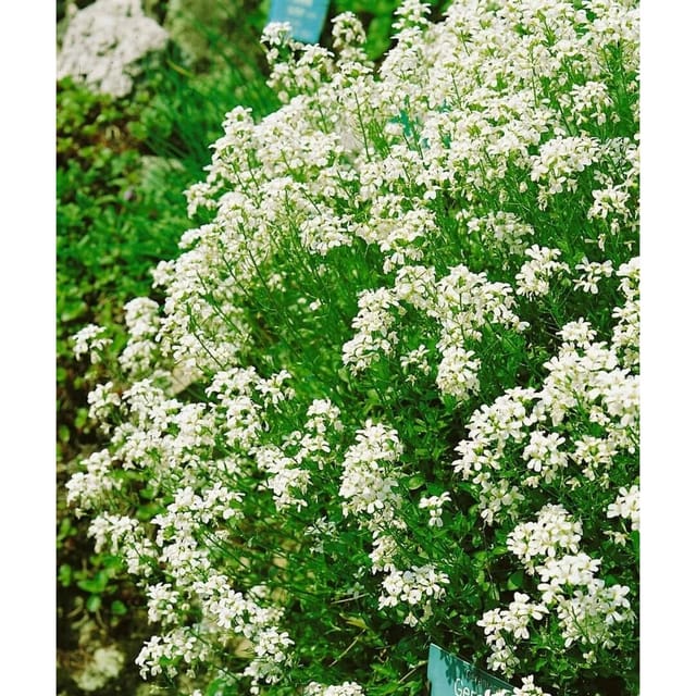Arabis Procurrens Neuschnee Gänsekresse Weiß Ca. 9x9 cm Topf