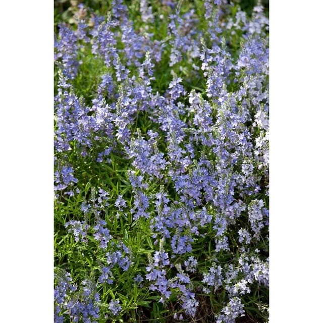 Veronica Prostrata Ehrenpreis Blau Ca. 9x9 cm Topf