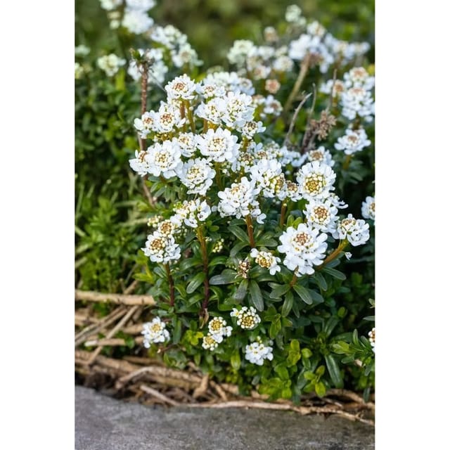 Iberis Sempervirens Zwergschneeflocke Schleifenblume Weiß Ca. 9x9 cm Topf