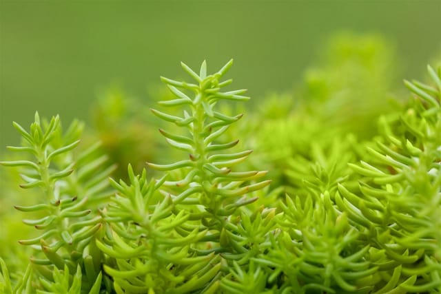 Sedum Reflexum Angelina Fetthenne Gelbgrün Ca. 9x9 cm Topf