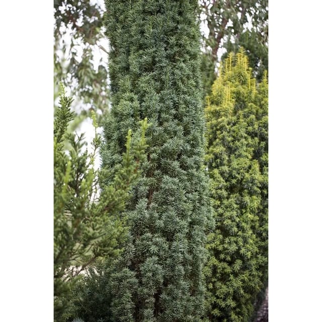 Taxus baccata 'Fastigiata Robusta' 25-30 cm