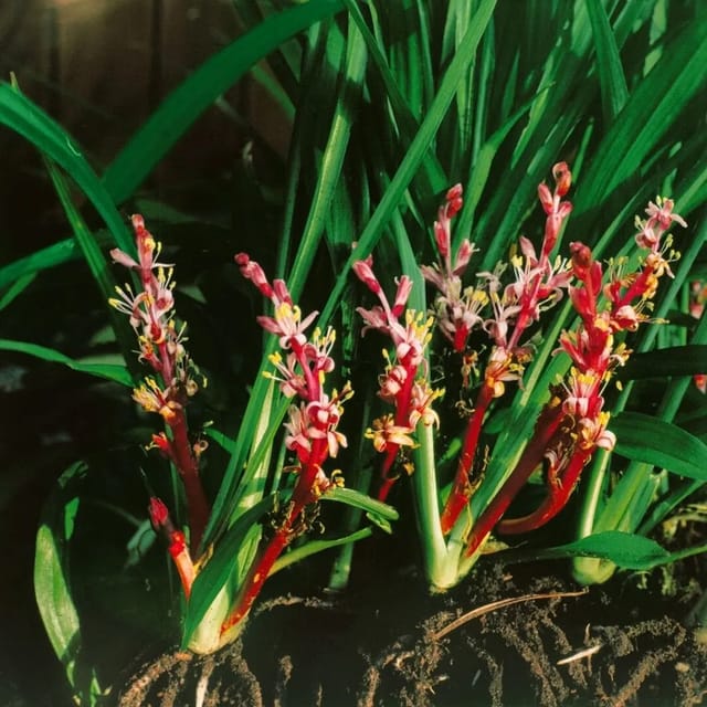 Reineckea Carnea Rosa Blüten Ca. 9x9 cm Topf