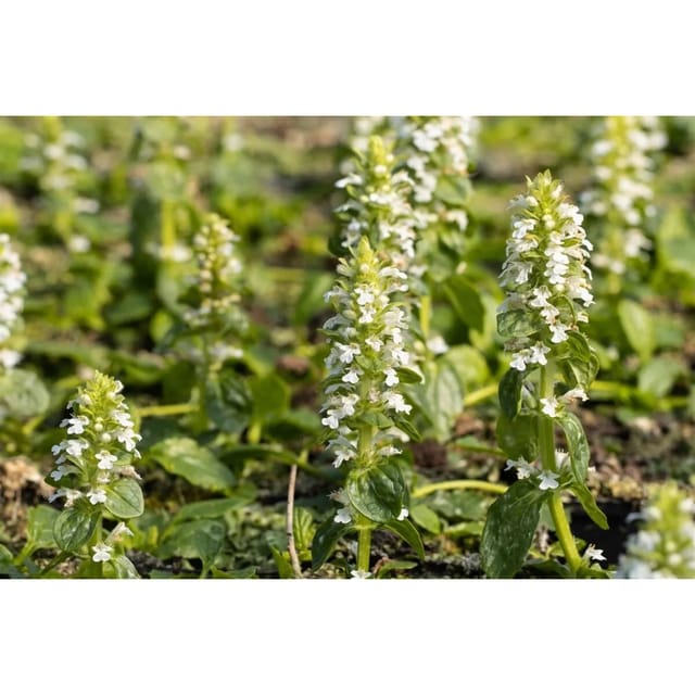 Ajuga Reptans Alba Günsel Weißblühend Ca. 9x9 cm Topf