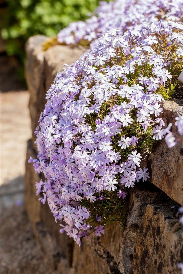 Phlox Subulata Emerald Cushion Blue Polsterphlox Blau Ca. 9x9 cm Topf
