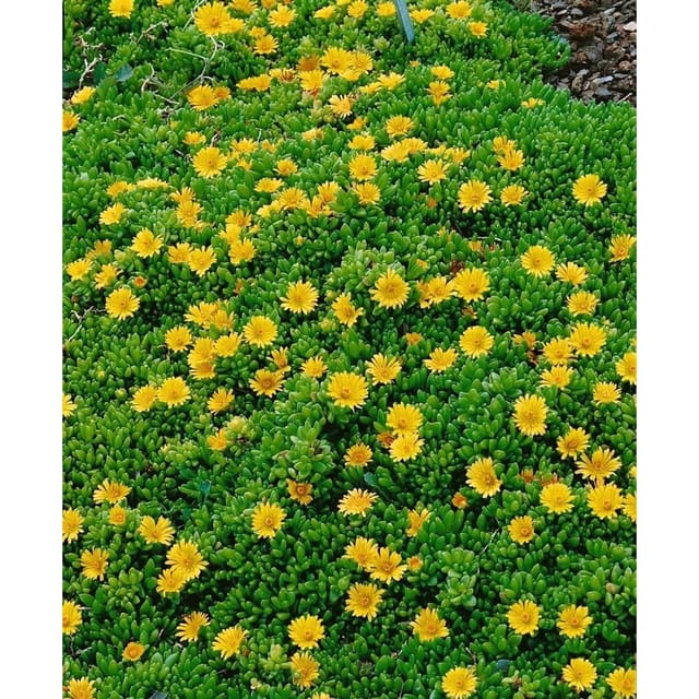 Delosperma Nubigenum Mittagsblume Gelb Ca. 9x9 cm Topf