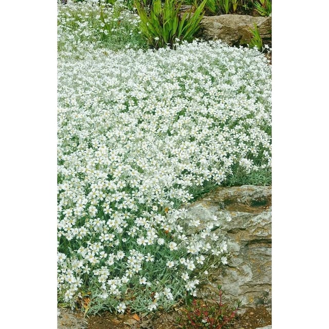 Cerastium Tomentosum Silberteppich Weiß Ca. 9x9 cm Topf