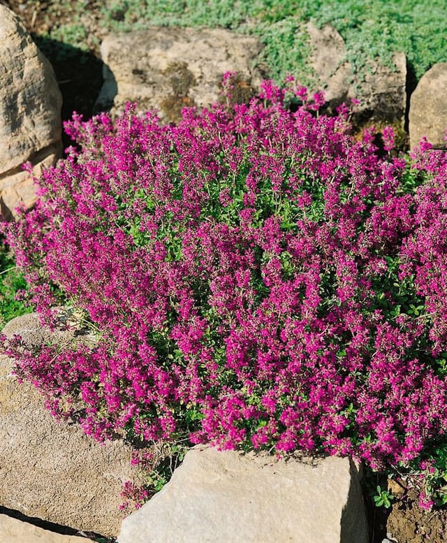 Thymus Serpyllum Coccineus Sand-Thymian Purpurrot Ca. 9x9 cm Topf