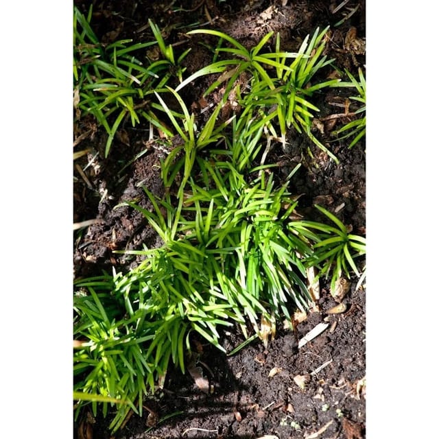 Ophiopogon Japonicus Minor Schlangenbart Ca. 9x9 cm Topf