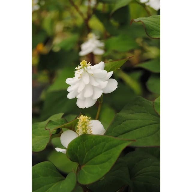 Houttuynia Cordata Plena Herzblatt Ca. 9x9 cm Topf Buntlaubig