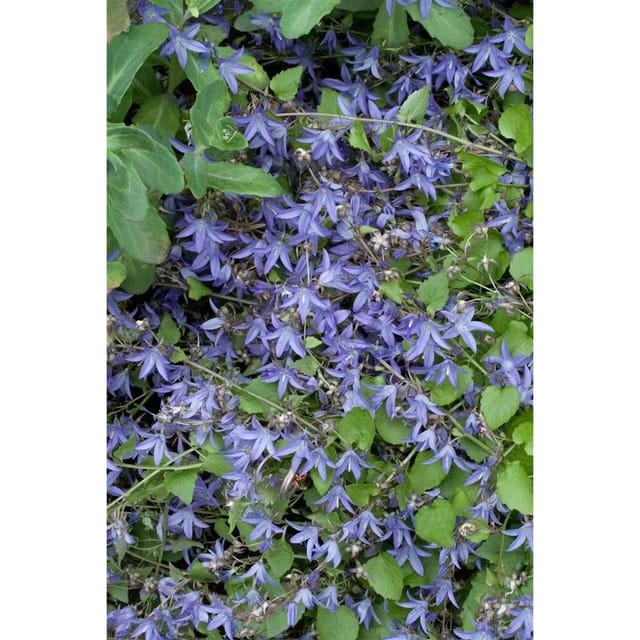 Campanula Poscharskyana Frühlingszauber Polsterglockenblume Ca. 9x9 cm Topf